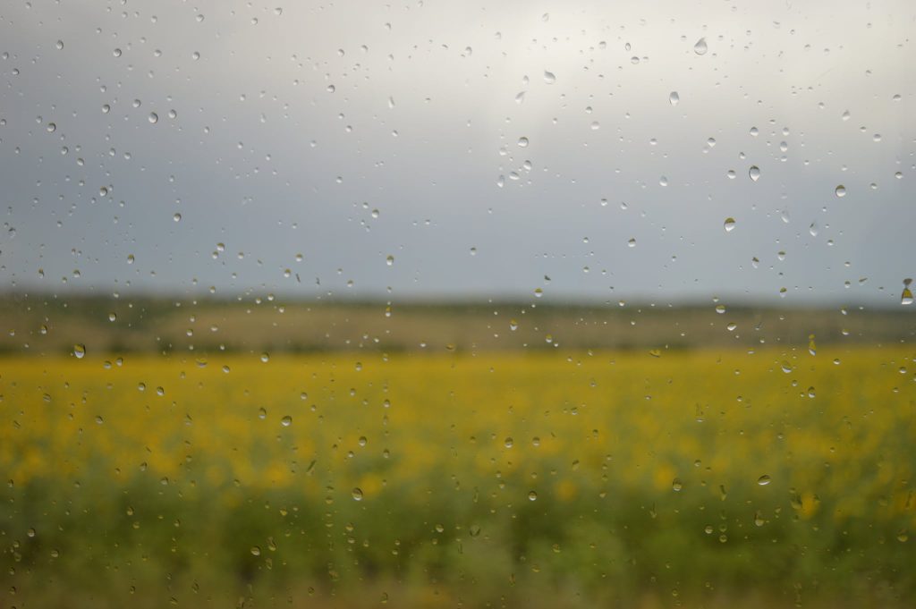 Field of yellow and green through a rain-spattered window